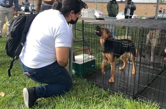 ORGANIZARÁ AYUNTAMIENTO CROQUETÓN PARA ANIMALES EN SITUACIÓN DE CALLE. lasnoticias.info