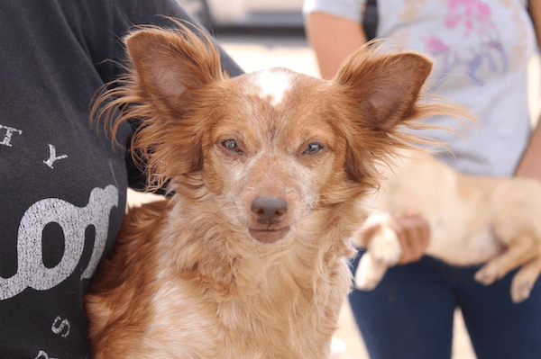 CONTINÚA ACTIVA LA VACUNACIÓN ANTIRRÁBICA CANINA Y FELINA EN JURISDICCIÓN DE SALUD ENSENADA. lasnoticias.info