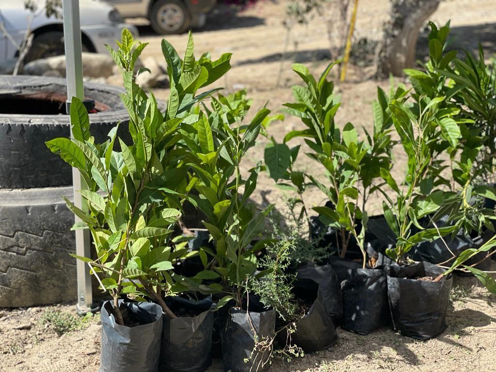 FORESTA AYUNTAMIENTO DE TIJUANA PARQUE "FRIDA KAHLO". lasnoticias.info