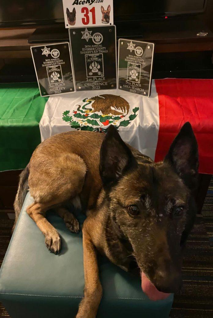 UNIDAD K9 DE TIJUANA DESTACA EN COMPETENCIA INTERNACIONAL. lasnoticias.info