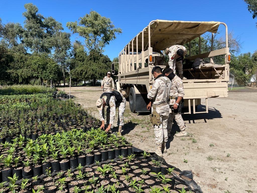 SIMPATT IMPULSA LA REFORESTACIÓN DE TIJUANA. lasnoticias.info