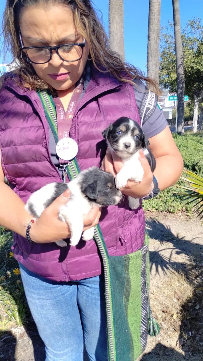 GOBIERNO DE MONTSERRAT CABALLERO MANTIENE CERO TOLERANCIA EN VENTA ILEGAL DE MASCOTAS. lasnoticias.info