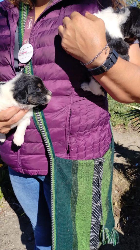 GOBIERNO DE MONTSERRAT CABALLERO MANTIENE CERO TOLERANCIA EN VENTA ILEGAL DE MASCOTAS. lasnoticias.info