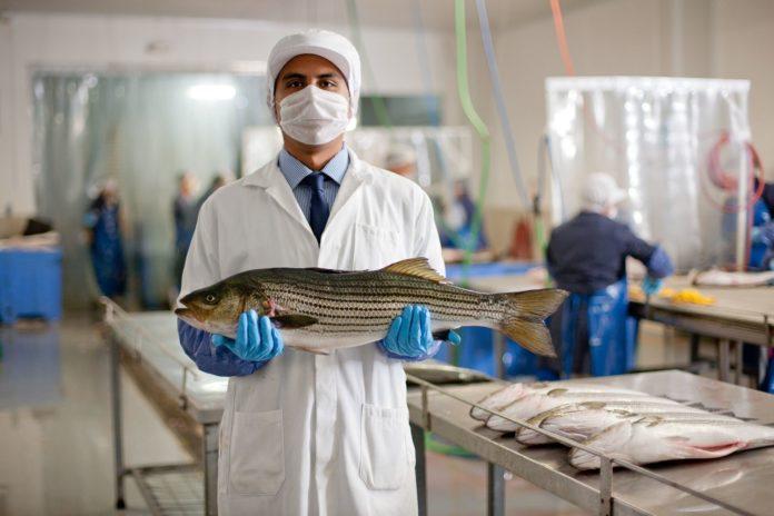 CULTIVARÁN HASTA 20 MIL TONELADAS ANUALES DE LOBINA RAYADA EN AGUAS MARINAS: SEPESCA BC. lasnoticias.info