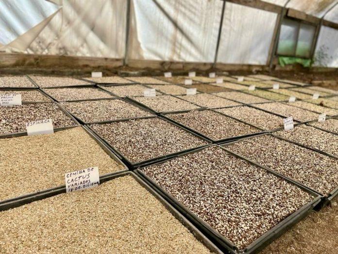 INICIA SIMPATT PRODUCCIÓN DE PLANTAS PARA REFORESTAR TIJUANA EN 2024. lasnoticias.info INICIA SIMPATT PRODUCCIÓN DE PLANTAS PARA REFORESTAR TIJUANA EN 2024. lasnoticias.info