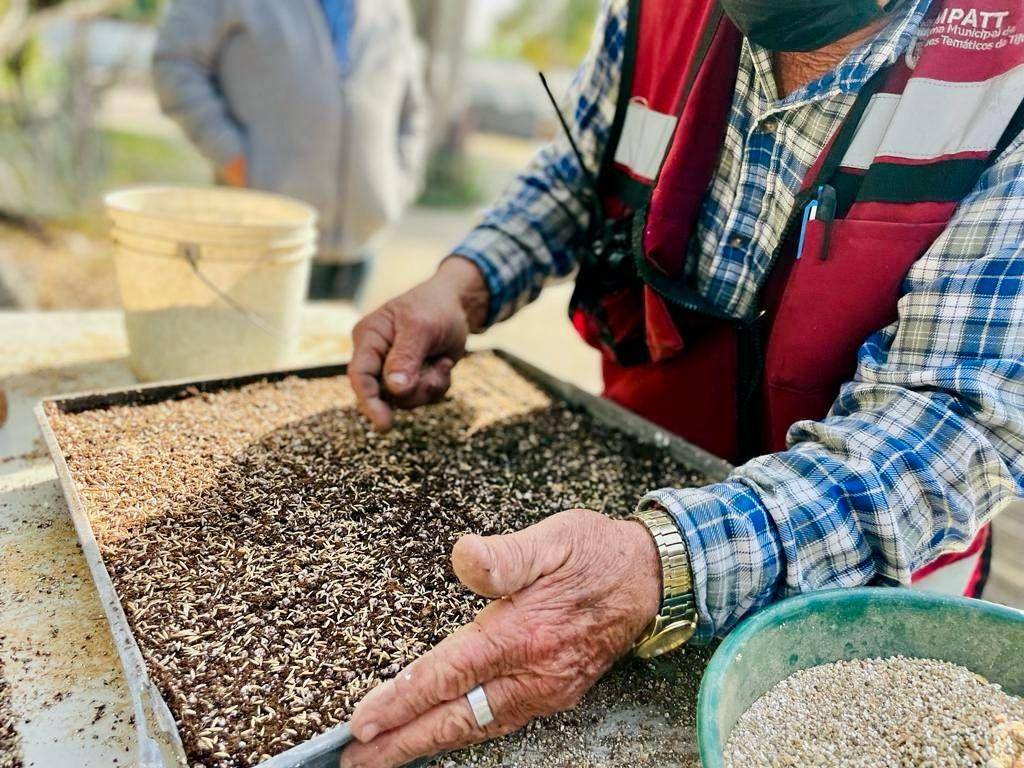 INICIA SIMPATT PRODUCCIÓN DE PLANTAS PARA REFORESTAR TIJUANA EN 2024. lasnoticias.info