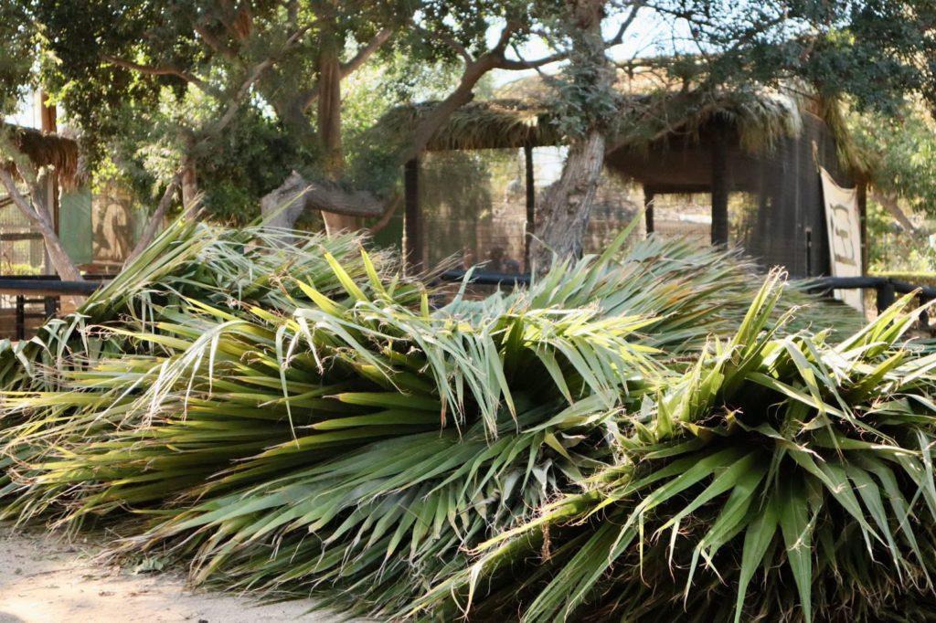 SIMPATT REHABILITÓ HÁBITAT DE PUERCOESPINES EN EL PARQUE MORELOS. lasnoticias.info