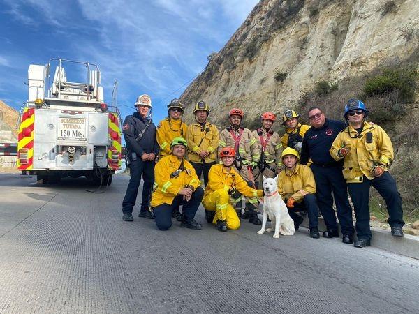 BOMBEROS DE TIJUANA RESCATARON A MÁS DE 250 ANIMALES ESTE 2023. lasnoticias.info