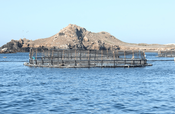 OCUPA BC PRIMEROS LUGARES EN ACUACULTURA: SEPESCA BC. lasnoticias.info