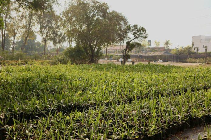 CON 60 MIL PLANTAS SIMPATT DARÁ CONTINUIDAD AL PROGRAMA  CON 60 MIL PLANTAS SIMPATT DARÁ CONTINUIDAD AL PROGRAMA