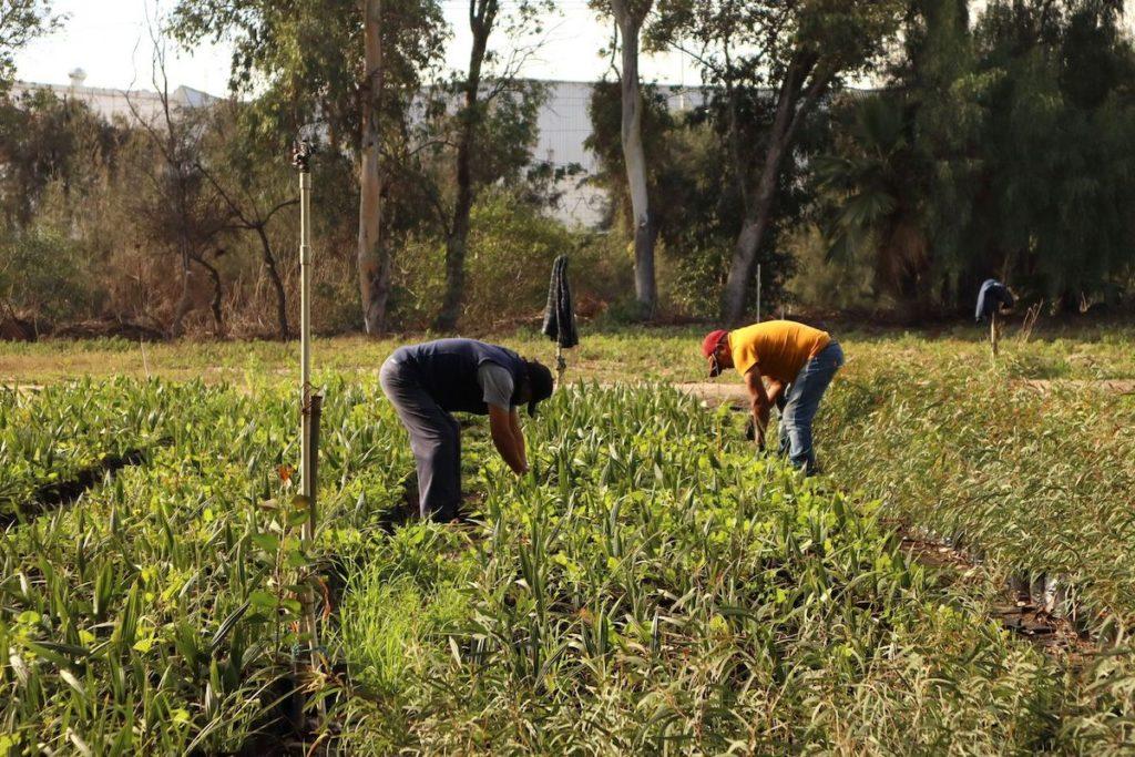 CON 60 MIL PLANTAS SIMPATT DARÁ CONTINUIDAD AL PROGRAMA "SEMBRANDO VIDA". lasnoticias.info
