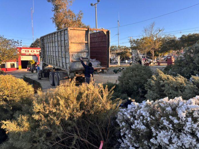 GOBIERNO MUNICIPAL ACOPIA MÁS DE 100 ÁRBOLES DE NAVIDAD DURANTE PRIMER DÍA DE CAMPAÑA DE RECICLAJE. lasnoticias.info