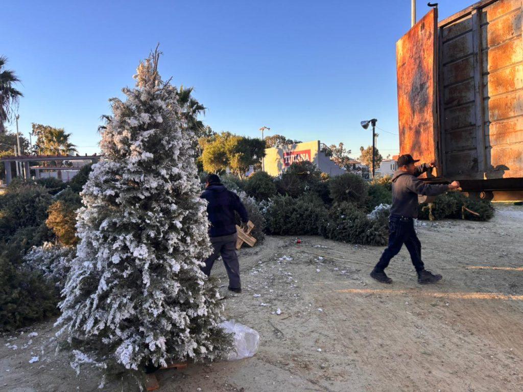 GOBIERNO MUNICIPAL ACOPIA MÁS DE 100 ÁRBOLES DE NAVIDAD DURANTE PRIMER DÍA DE CAMPAÑA DE RECICLAJE. lasnoticias.info