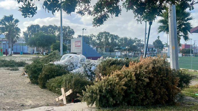 INVITA SMADS A RECICLAR ÁRBOL DE NAVIDAD Y DARLE UNA SEGUNDA VIDA. lasnoticias.info INVITA SMADS A RECICLAR ÁRBOL DE NAVIDAD Y DARLE UNA SEGUNDA VIDA. lasnoticias.info