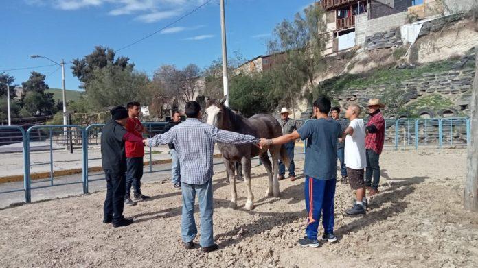 UTILIZA IMCAD EQUINOTERAPIA COMO PARTE DEL TRATAMIENTO DE REHABILITACIÓN PARA USUARIOS DE COTRRSA. lasnoticias.info UTILIZA IMCAD EQUINOTERAPIA COMO PARTE DEL TRATAMIENTO DE REHABILITACIÓN PARA USUARIOS DE COTRRSA. lasnoticias.info