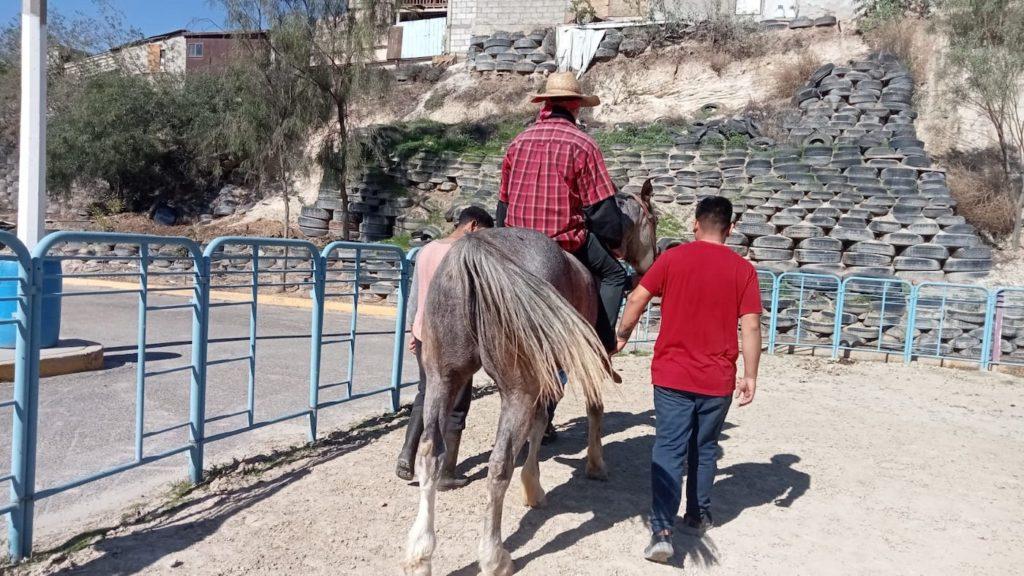 UTILIZA IMCAD EQUINOTERAPIA COMO PARTE DEL TRATAMIENTO DE REHABILITACIÓN PARA USUARIOS DE COTRRSA. lasnoticias.info