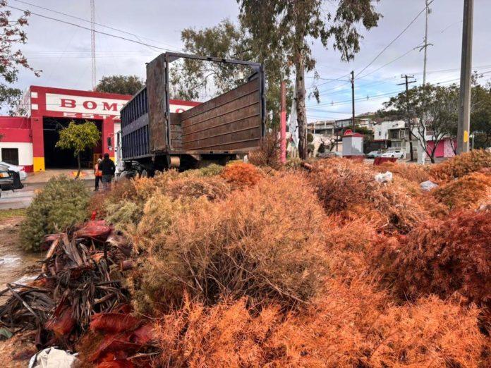 EN TRES DÍAS, AYUNTAMIENTO DE TIJUANA CONCLUYE CAMPAÑA DE RECICLAJE DE ÁRBOLES NAVIDEÑOS. lasnoticias.info