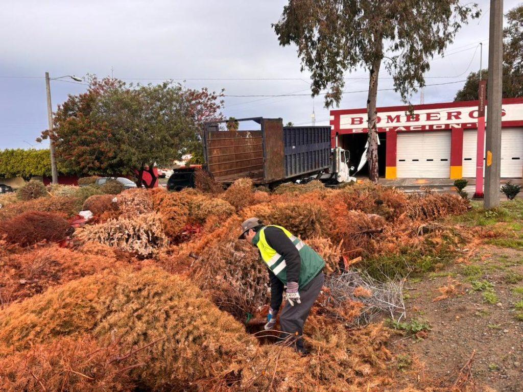 EN TRES DÍAS, AYUNTAMIENTO DE TIJUANA CONCLUYE CAMPAÑA DE RECICLAJE DE ÁRBOLES NAVIDEÑOS. lasnoticias.info
