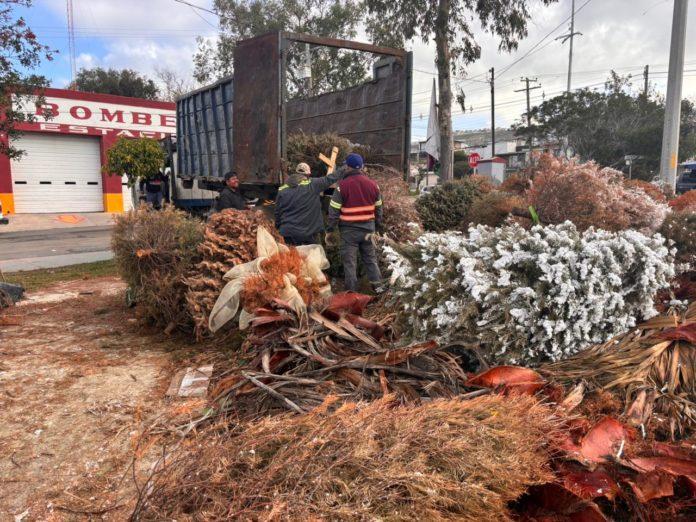 CONCLUYÓ AYUNTAMIENTO DE TIJUANA CAMPAÑA DE ACOPIO DE ÁRBOLES NAVIDEÑOS. lasnoticias.info CONCLUYÓ AYUNTAMIENTO DE TIJUANA CAMPAÑA DE ACOPIO DE ÁRBOLES NAVIDEÑOS. lasnoticias.info