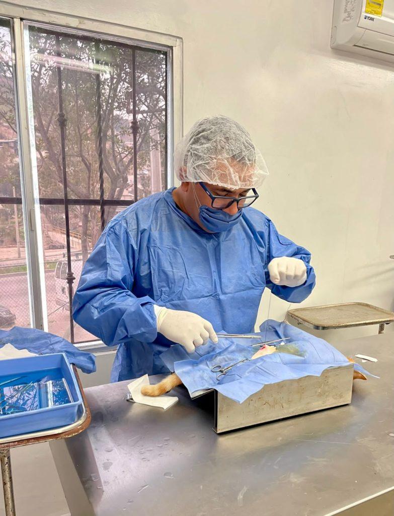 AYUNTAMIENTO DE TIJUANA IMPULSA CAMPAÑA MASIVA DE ESTERILIZACIÓN ANIMAL. lasnoticias.info