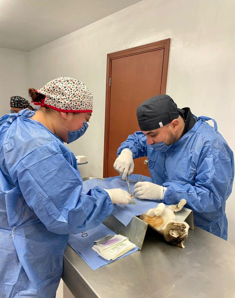 AYUNTAMIENTO DE TIJUANA IMPULSA CAMPAÑA MASIVA DE ESTERILIZACIÓN ANIMAL. lasnoticias.info
