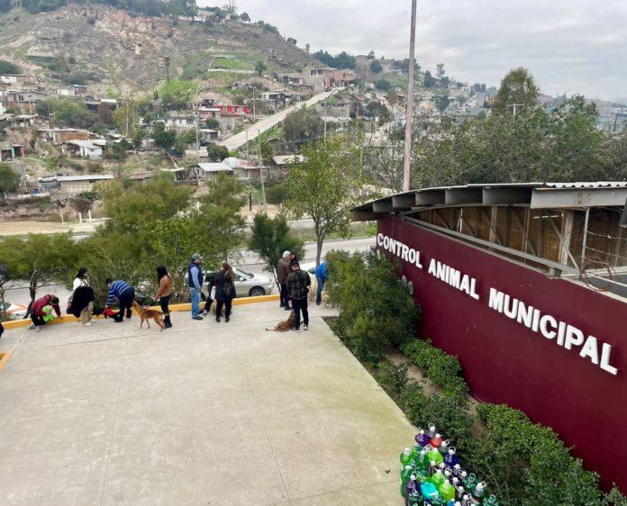 AYUNTAMIENTO DE TIJUANA IMPULSA CAMPAÑA MASIVA DE ESTERILIZACIÓN ANIMAL. lasnoticias.info