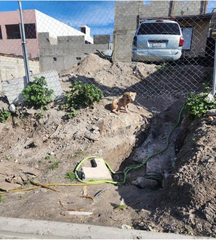 RESCATA SMADS A CAN MALTRATADO EN COLONIA EL TECOLOTE. lasnoticias.info