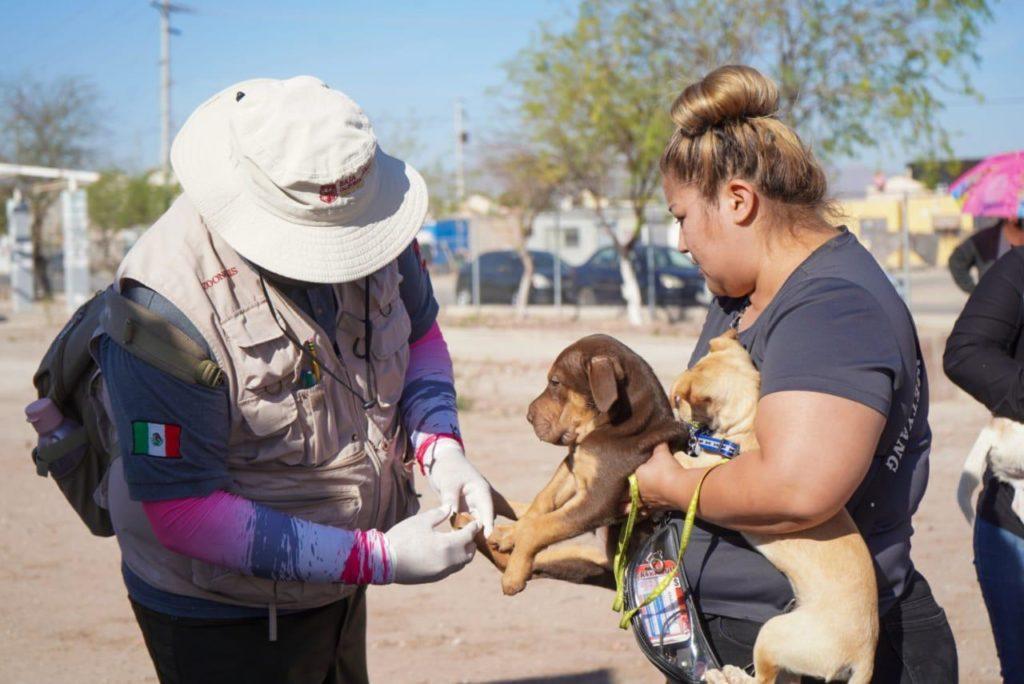 SE FORTALECEN ACCIONES CONTRA LA RICKETTSIA EN BAJA CALIFORNIA CON NUEVOS MÉTODOS DE PREVENCIÓN. lasnoticias.info
