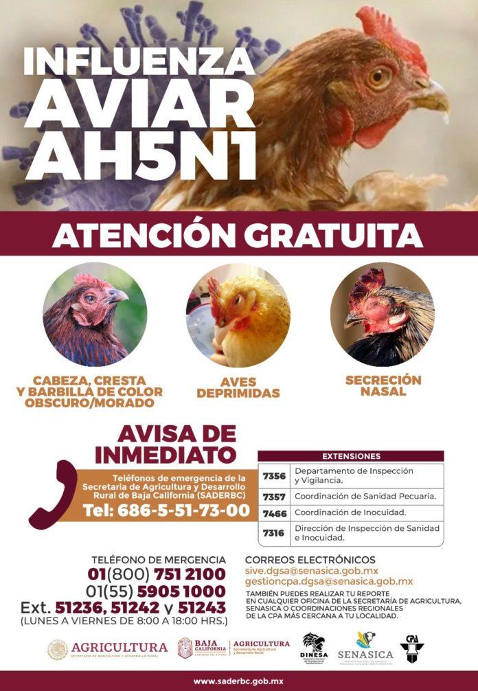 EXHORTA SADERBC A GANADEROS A PREVENIR Y REPORTAR CASOS POR GRIPE AVIAR. lasnoticias.info