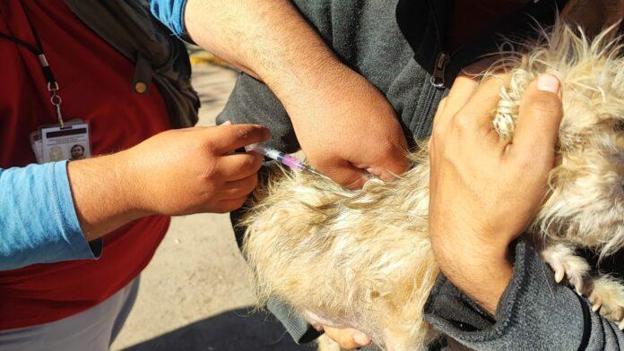 INVITAN A PARTICIPAR EN LA JORNADA GRATUITA DE VACUNACIÓN ANTIRRÁBICA CANINA Y FELINA CASA POR CASA. lasnoticias.info