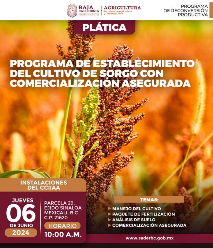 INVITA SADERBC A PLÁTICA ESTABLECIMIENTO DE SORGO CON COMERCIALIZACIÓN ASEGURADA EN EL VALLE DE MEXICALI. lasnoticias.info