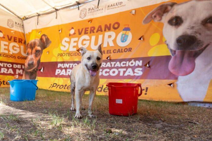LLAMA SECRETARÍA DE SALUD A NO BAJAR LA GUARDIA ANTE INCREMENTO EN TEMPERATURAS. lasnoticias.info LLAMA SECRETARÍA DE SALUD A NO BAJAR LA GUARDIA ANTE INCREMENTO EN TEMPERATURAS. lasnoticias.info
