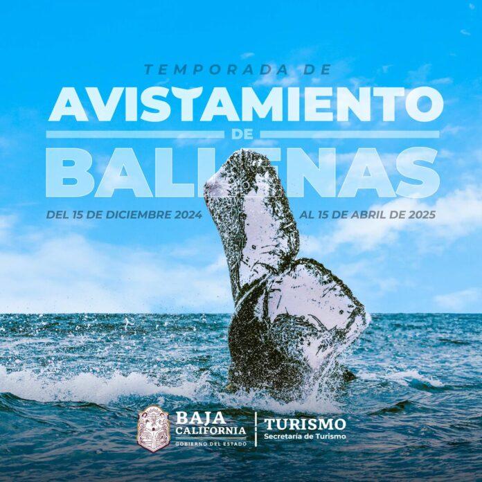 INICIA TEMPORADA DE AVISTAMIENTO DE BALLENA GRIS EN ENSENADA. lasnoticias.info