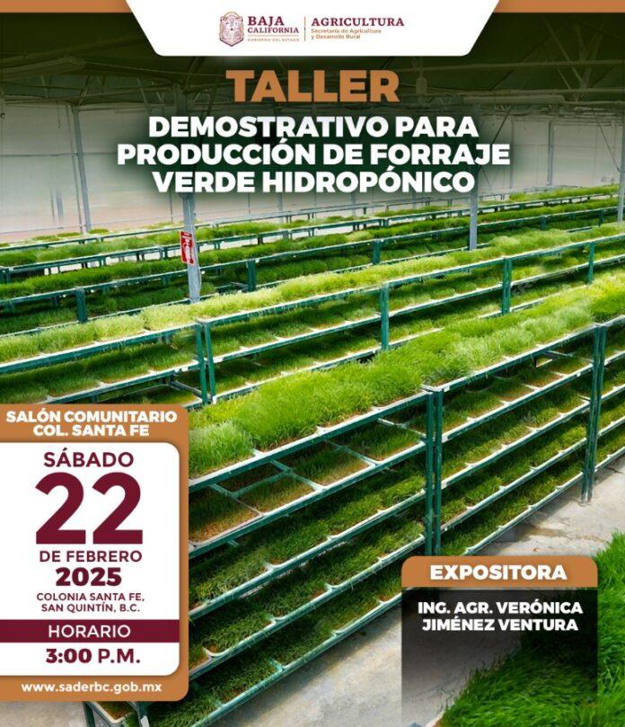 INVITA SADERBC A TALLER DEMOSTRATIVO PARA PRODUCCIÓN DE FORRAJE VERDE HIDROPÓNICO. lasnoticias.info