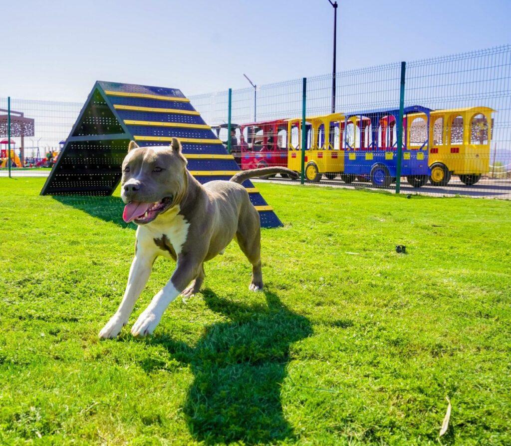 CONSTITUCIÓN DE BAJA CALIFORNIA YA RECONOCE A LOS ANIMALES COMO SERES SINTIENTES, UN AVANCE HISTÓRICO: GOBERNADORA MARINA DEL PILAR.lasnoticias.info