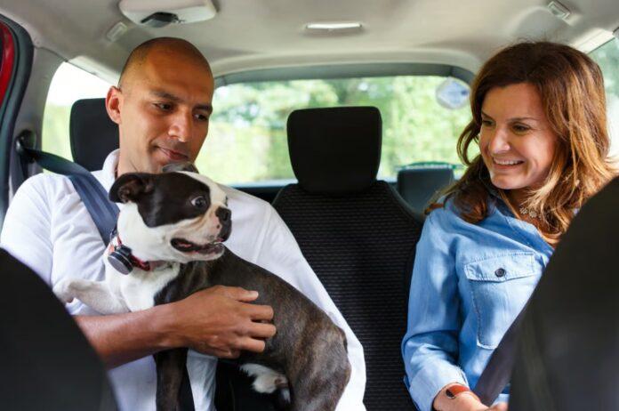 Viajar con tu mascota ahora es posible Uber Tijuana