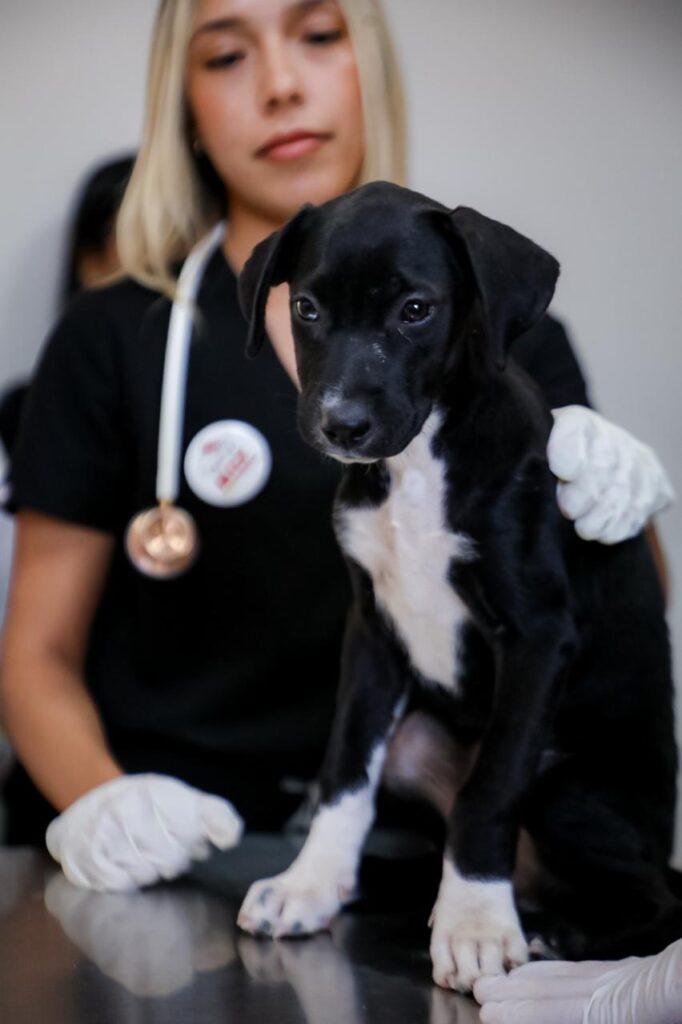 CONSTITUCIÓN DE BAJA CALIFORNIA YA RECONOCE A LOS ANIMALES COMO SERES SINTIENTES, UN AVANCE HISTÓRICO: GOBERNADORA MARINA DEL PILAR.lasnoticias.info