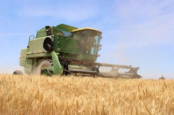 CONCLUYE SADERBC PROGRAMA DE APOYO AL RENDIMIENTO DE TRIGO CRISTALINO DEL CICLO OTOÑO-INVIERNO 2023/2024.lasnoticias.info