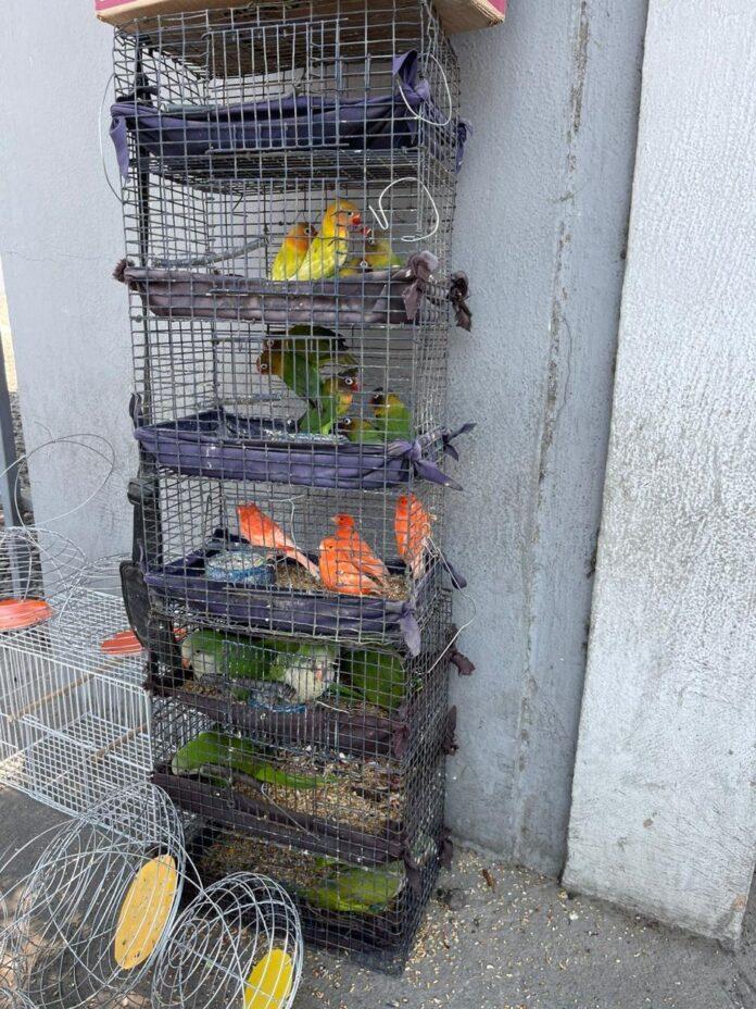 Rescata XXV Ayuntamiento de Tijuana aves comercializadas de manera ilegal.lasnoticias.info