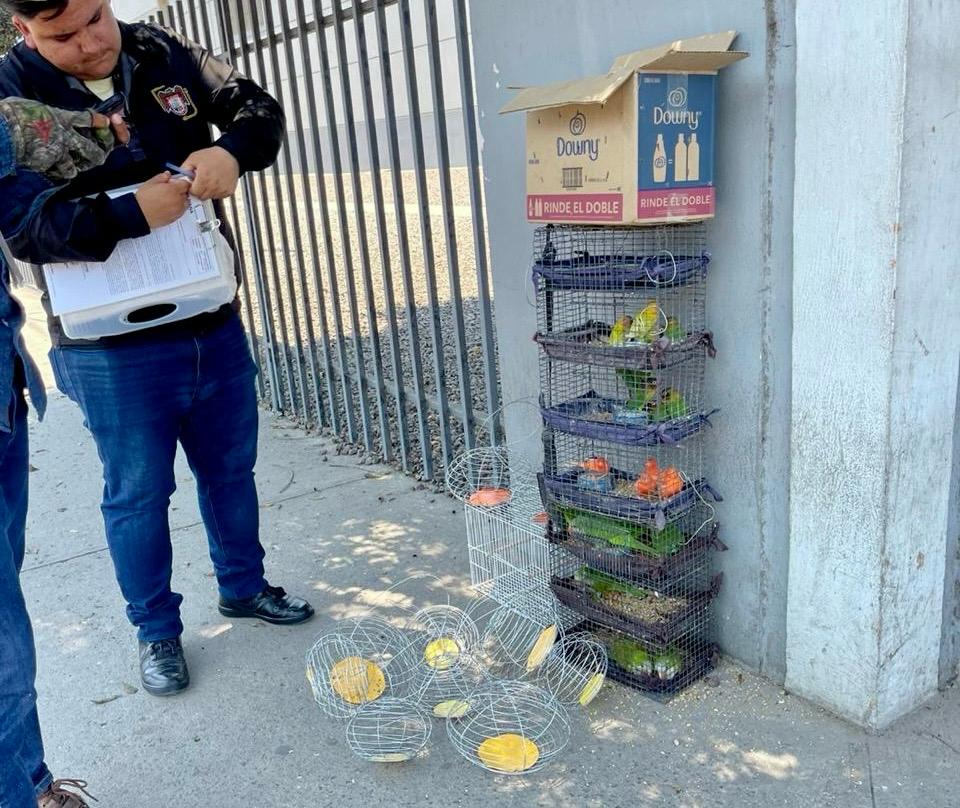 Rescata XXV Ayuntamiento de Tijuana aves comercializadas de manera ilegal.lasnoticias.info