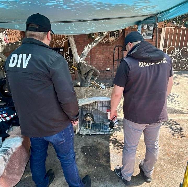 Rescata XXV Ayuntamiento de Tijuana aves comercializadas de manera ilegal.lasnoticias.info