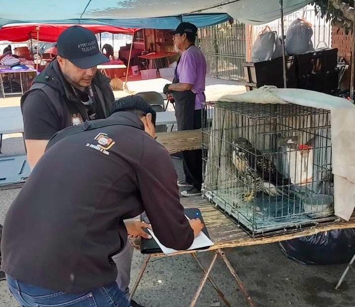 Rescata XXV Ayuntamiento de Tijuana aves comercializadas de manera ilegal.lasnoticias.info