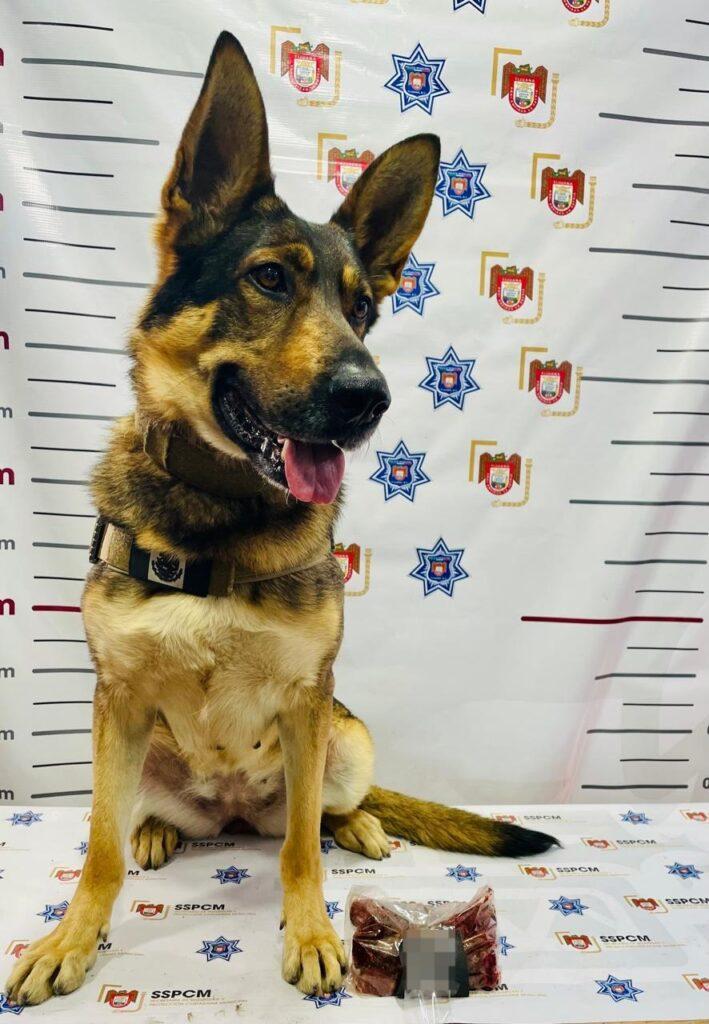 Asegura SSPCM sustancia prohibida en plantel educativo durante operativo preventivo.lasnoticias.info