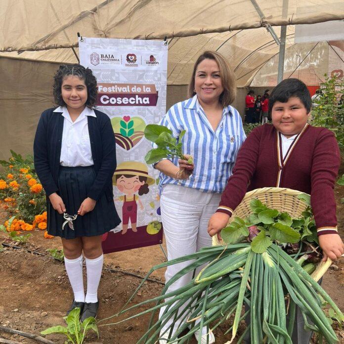REALIZA FESTIVAL DE LA COSECHA DIF BAJA CALIFORNIA EN SAN QUINTÍN.lasnoticias.info