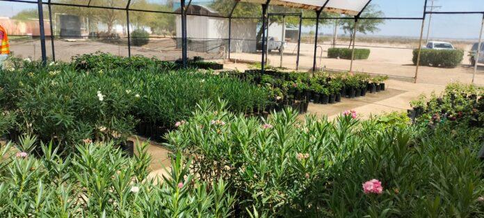REHABILITA CESPM VIVERO E INVERNADERO EN LAS ARENITAS PARA IMPULSAR PRODUCCIÓN FORESTAL.lasnoticias.info