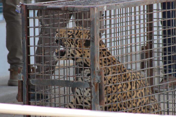 DERIVADO DE TRABAJOS DE INTELIGENCIA DE LA FESC SE RESCATA A DOS JAGUARES EN MEXICALI.lasnoticias.info