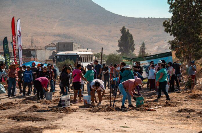 Realiza Gobierno de Tijuana macro jornada de forestación 'Respiremos Verde'