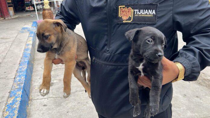 Rescata Gobierno Municipal dos cachorros que eran comercializados ilegalmente en la Garita de San Ysidro