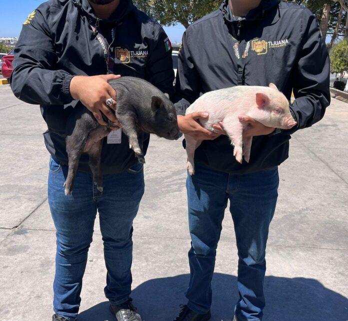 Rescata Gobierno Municipal cerditos que eran comercializados ilegalmente en la vía pública