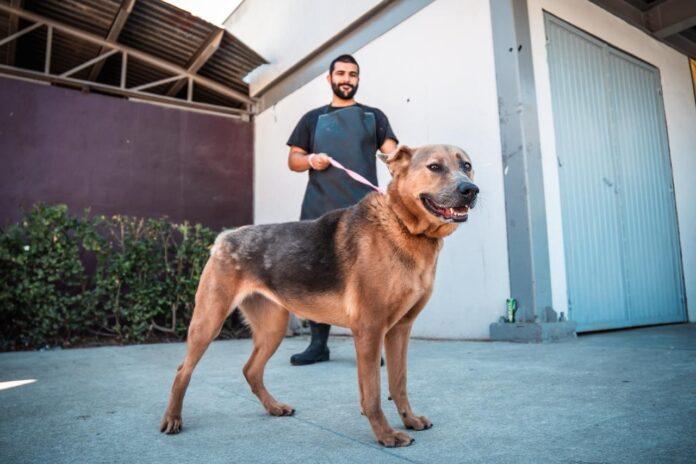 Promueve Gobierno Municipal de Tijuana el rescate y la adopción de mascotas